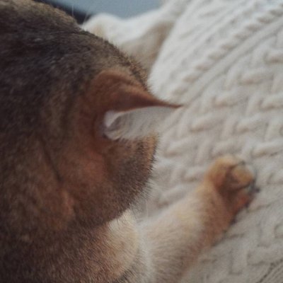 Вязание и котики