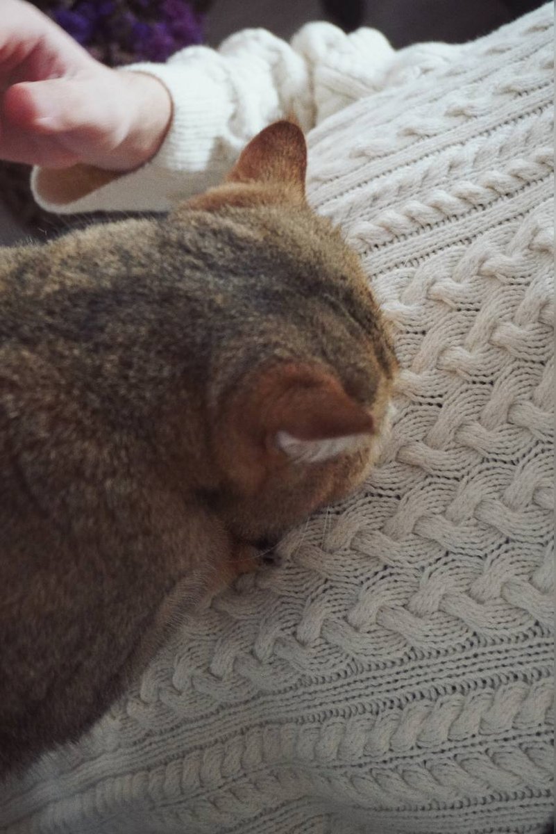 Вязание и котики