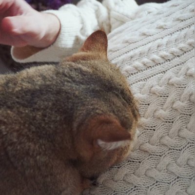 Вязание и котики