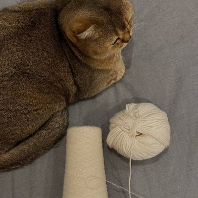 Вязание и котики